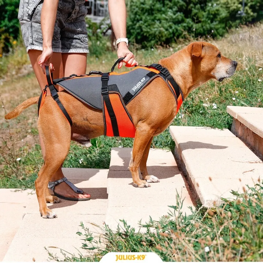 Harnais de nage et de rééducation pour chien Julius K-9 Orange 4-en-1 M