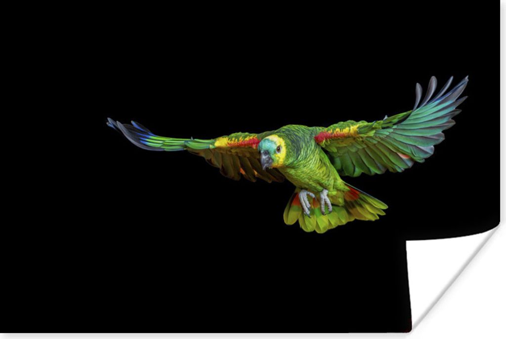 MuchoWow Poster Papagei - Vogel - Federn 120x80 cm - Bilder