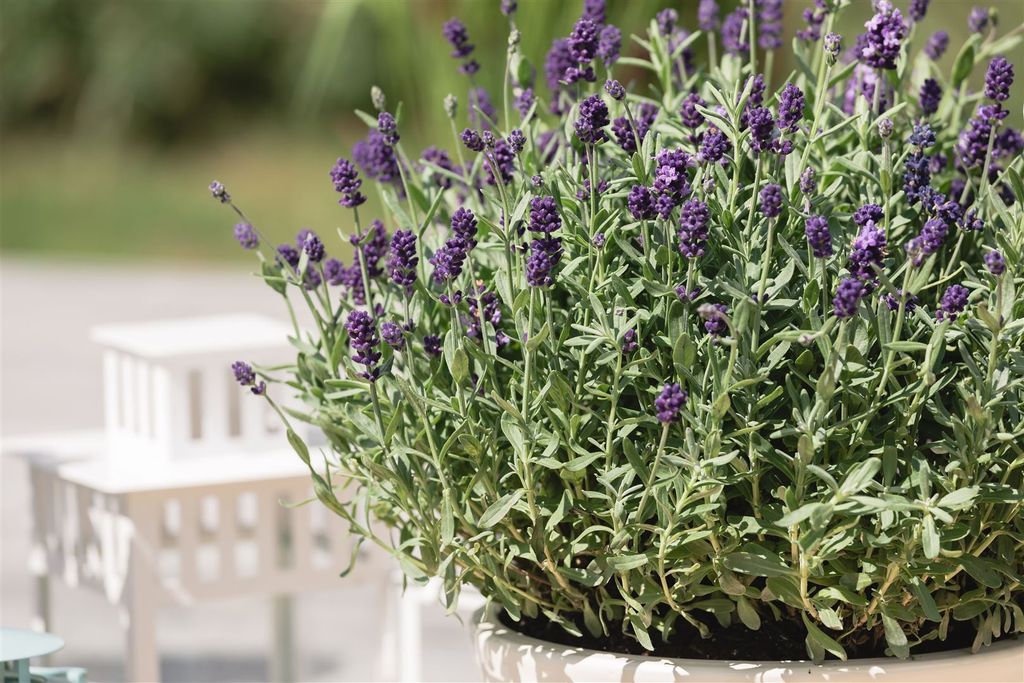 Lavandula angustifolia 'Dwarf Blue', Lavendel, blau, ca. Produktbild 