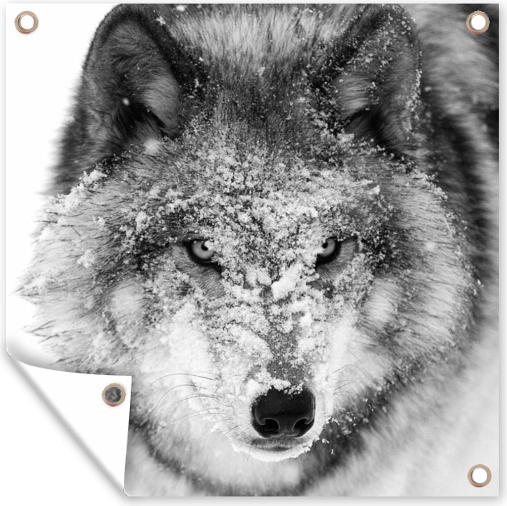 MuchoWow 50x50 cm Outdoor-Poster Gartendeko Sichtschutz Garten Poster für den Garten Wolf mit verschneitem Kopf in schwarz-weiß