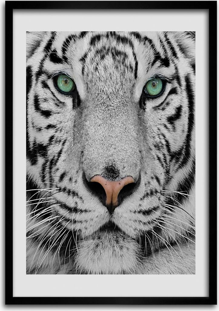 Bild - Bilderrahmen - 50 cm x 70 cm - MDF - Rahmen - Wandkunst Weißer Tiger