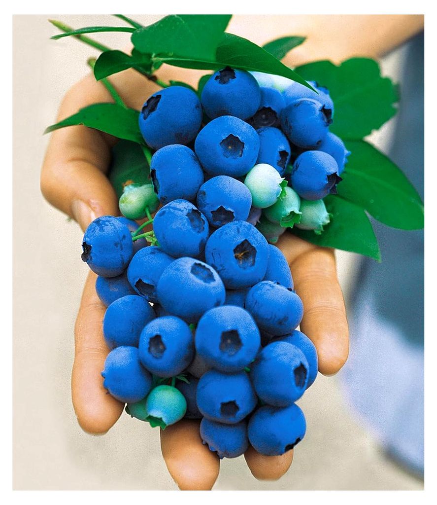 1x Gartenheidelbeere 'Nui', Pflanze im 2 Liter-Topf, Blaubeeren Heidelbeeren Pflanze, Vaccinium corymbosum, winterhart, mehrjährig, reiche Ernte a...