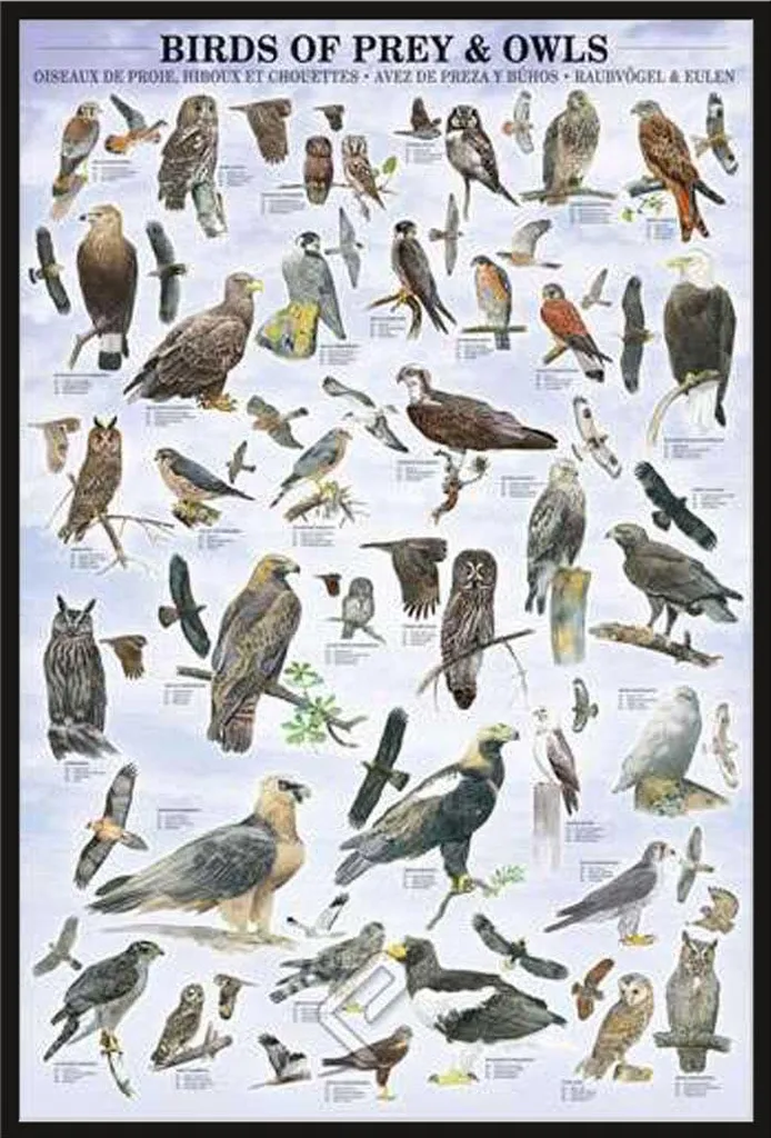 Affiche Oiseaux de Proie et Chouettes Shinsuke® Maxi avec Cadre Noir