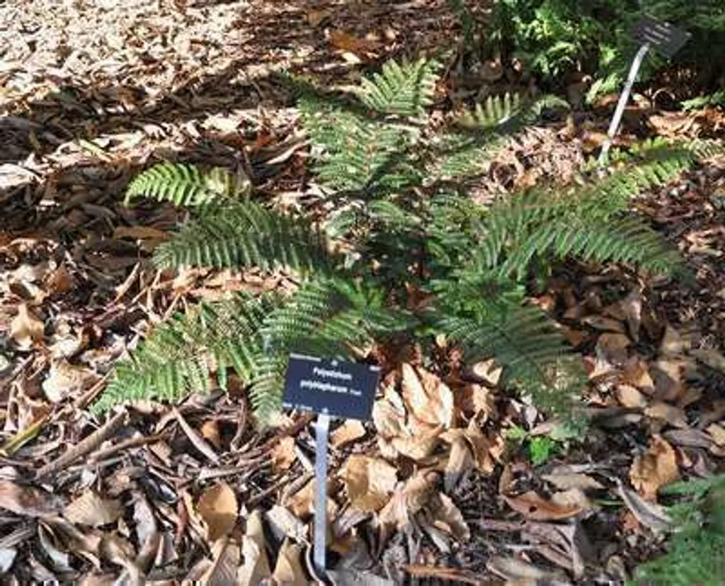 Polystichum polyblepharum : 6 fougères persistantes au feuillage luisant - 2