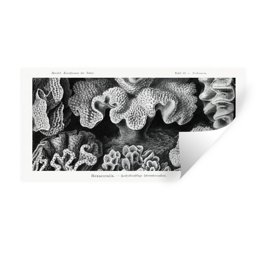 MuchoWow Wandtattoo Wandsticker Wandaufkleber Kunst - Koralle - Ernst Haeckel - Alte Meister - Natur 120x60 cm Selbstklebend und Repositionierbar...