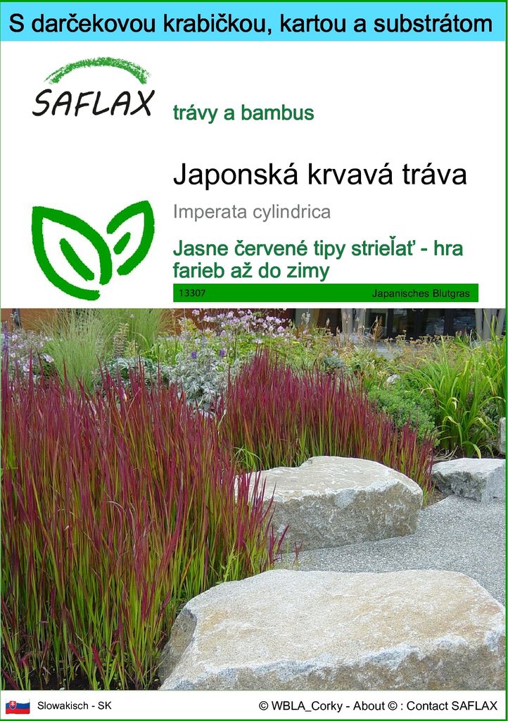 SAFLAX Darčeková sada - Japonská krvavá tráva - Imperata Obrázok produktu 