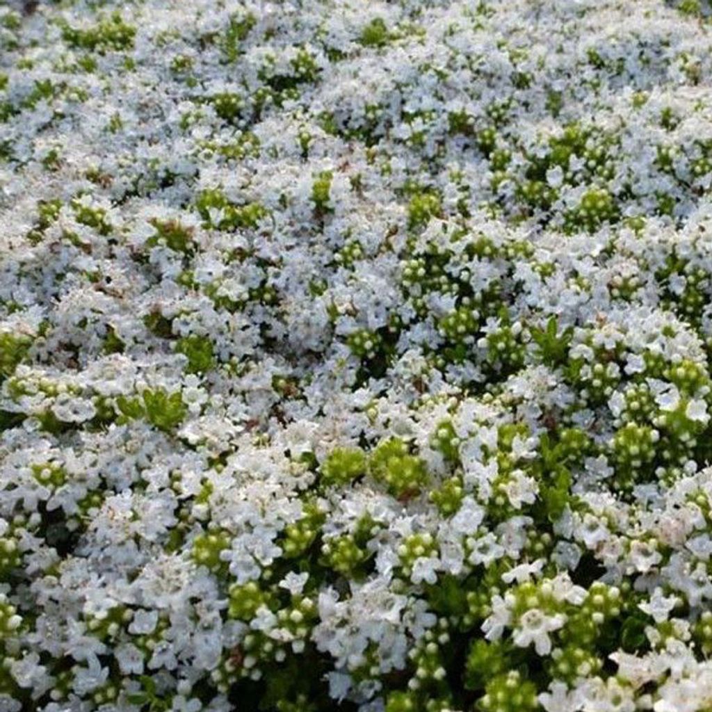 6 x skorokvitnúci tymián  - Thymus praecox 'Albiflorus'  | Obrázok produktu 