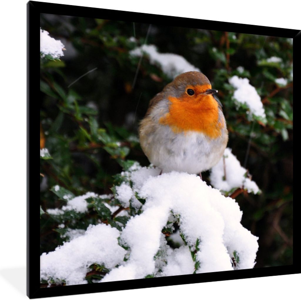 MuchoWow® Gerahmtes Poster Rotkehlchen - Baum - Schnee Produktbild 
