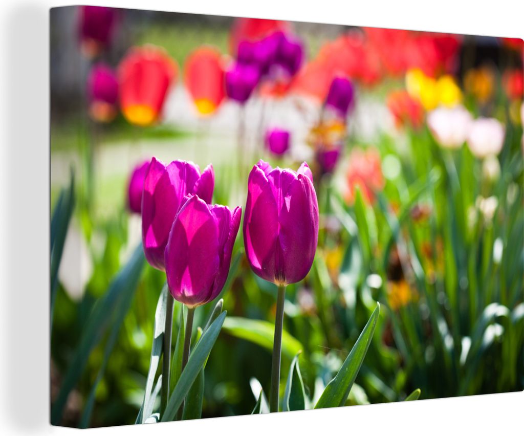 OneMillionCanvasses - Leinwandbilder - 140x90 cm, Frühling - Tulpen - Lila, Wandbilder Kunstdruck Wanddekoration - Foto auf Leinwand - Gemälde ...