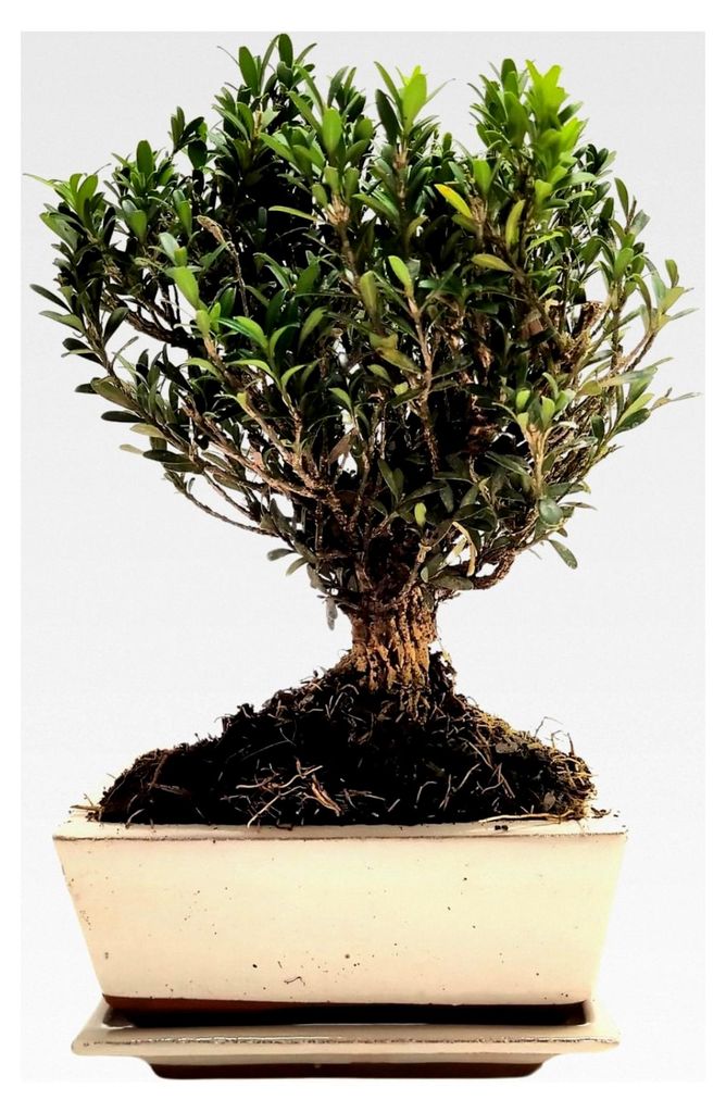 Buchsbaum-Bonsai (Buxus) – 15 cm Topf mit Untersetzer – Immergrüner Miniaturbaum für Innen und Außen