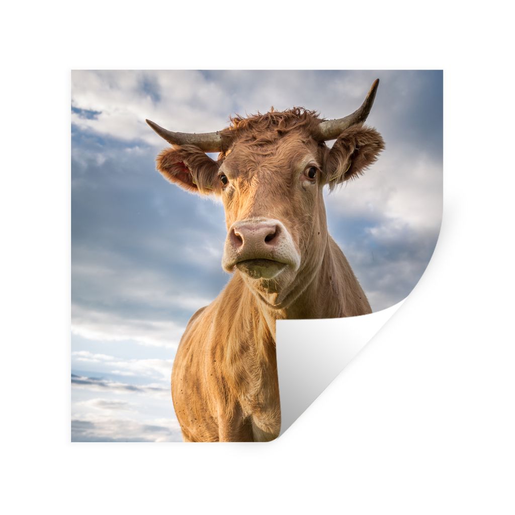 MuchoWow Wandtattoo Wandsticker Wandaufkleber Kuh - Braun - Natur 80x80 cm Selbstklebend und Repositionierbar - Wierderverwendbar - Selbstklebend