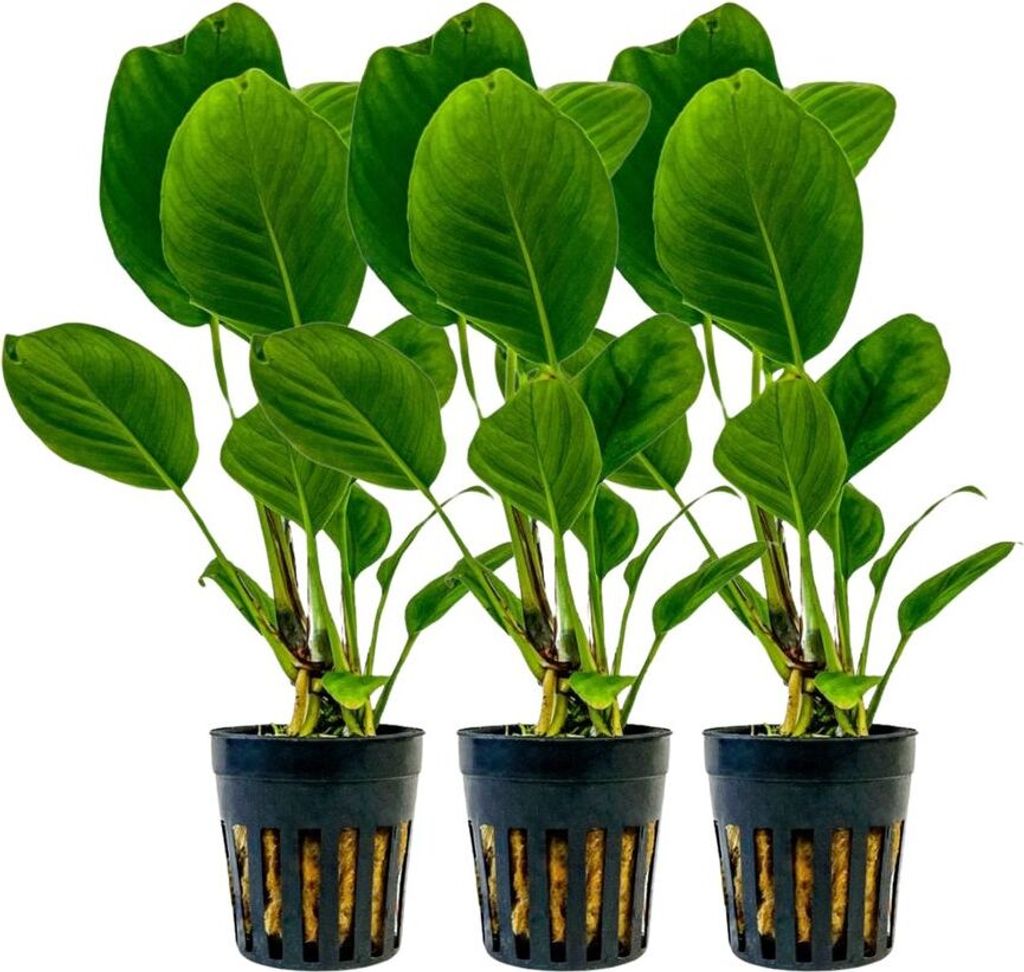 Aquarium Pflanze 3 Stück Anubias heterophylla Wasserpflanzen AquaOne Nr.302