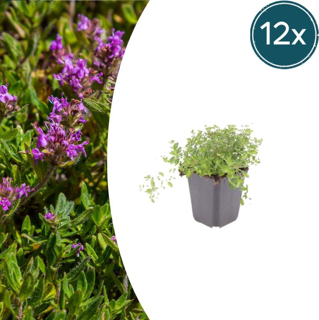 Thymus serpyllum | 12 Stück - 10-25cm - Ø9cm - Gartenpflanze
