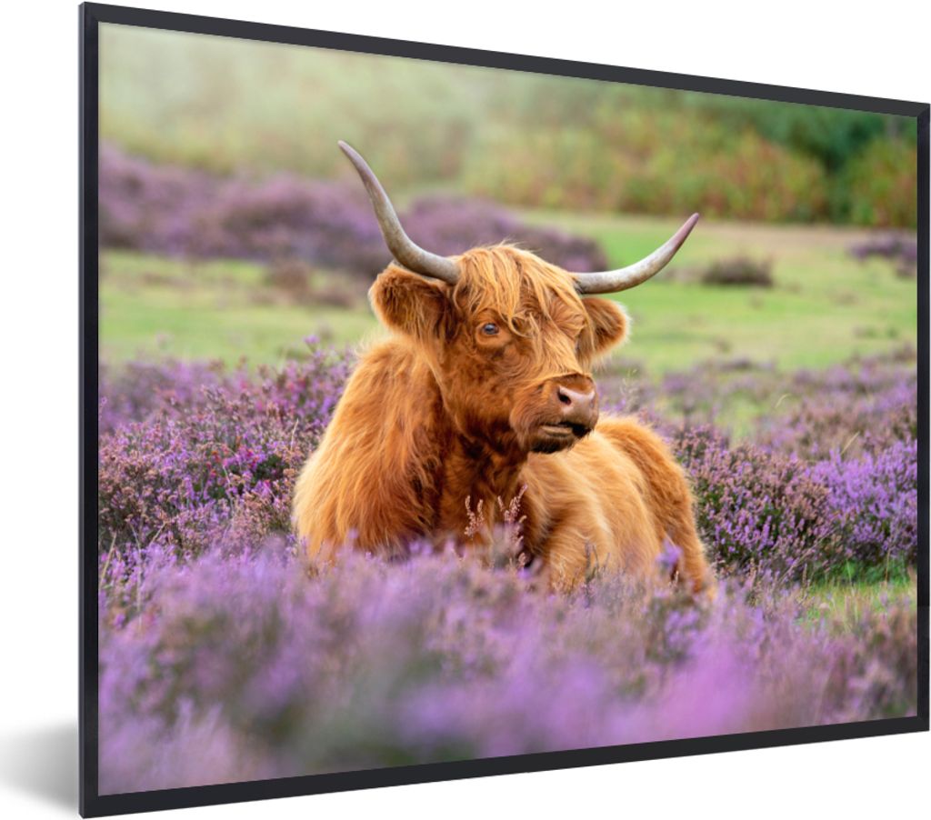 MuchoWow Gerahmtes Poster Schottischer Highlander - Braun - Büsche 80x60 cm - Poster mit Schwarzem Bilderrahmen Wandposter Rahmen Foto Bilder - ...