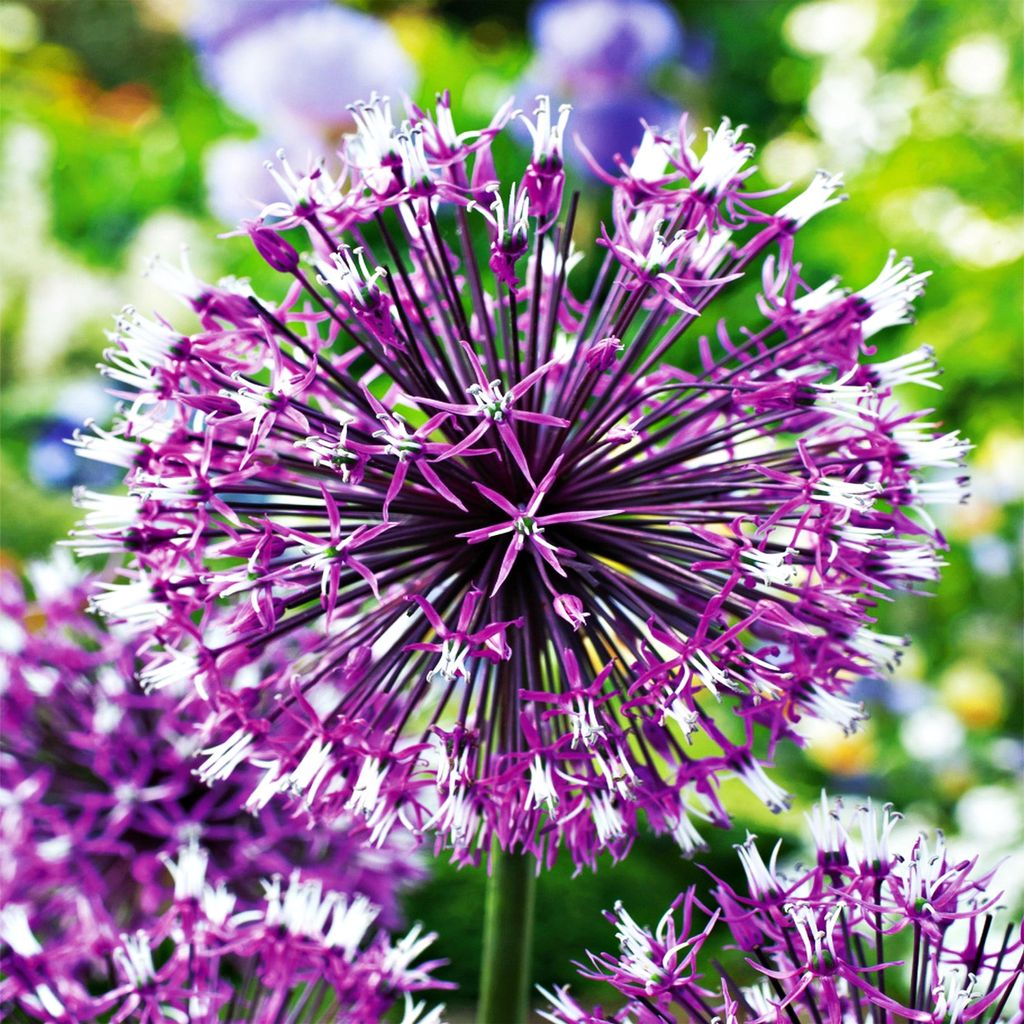 Blumenzwiebeln Zwiebeln Zierlauch Allium Akbulak 3 St. Produktbild 