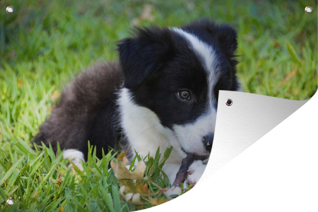 MuchoWow 90x60 cm Outdoor-Poster Gartendeko Sichtschutz Garten Poster für den Garten Border Collie Welpe beißt auf einen Stock