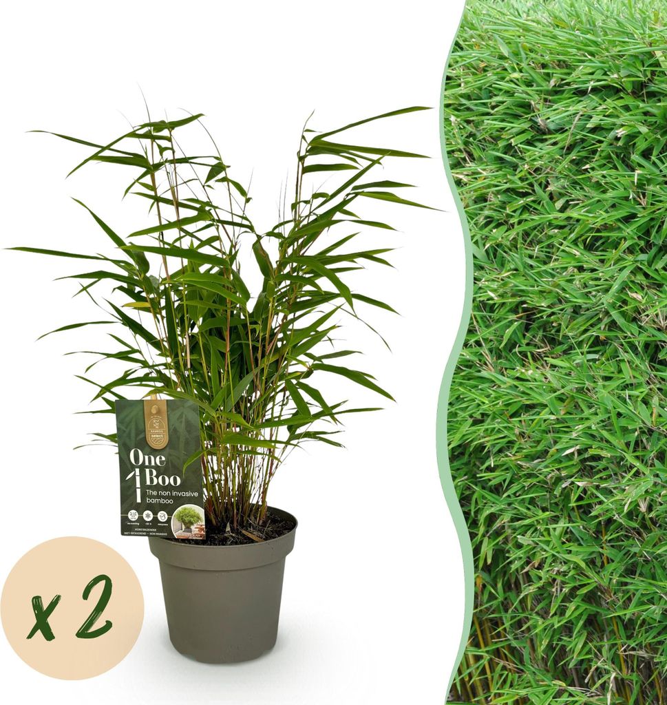 Bambus Fargesia rufa – Immergrün – 2 Pflanzen – Grüner Bambus für Hecke, Garten & Terrasse – Ø14cm Höhe ca. 35cm