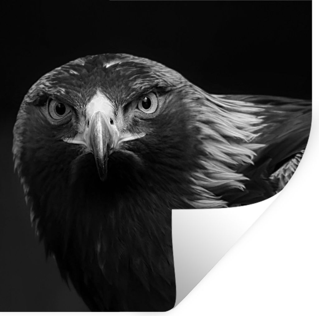 MuchoWow Wandtattoo Wandsticker Wandaufkleber Bussard - Vogel - Tiere - Schwarz - Weiß 30x30 cm Selbstklebend und Repositionierbar - Repositioni...