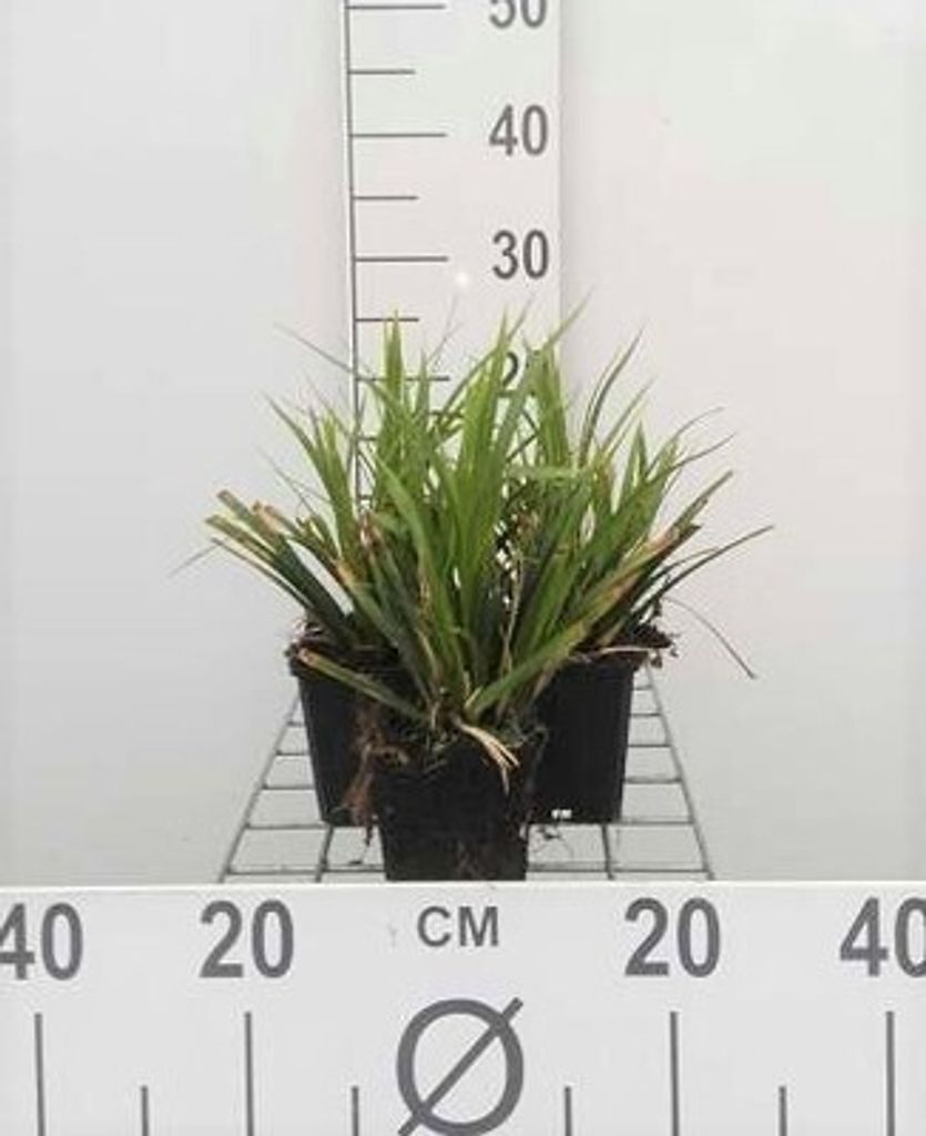 6 x Carex morr. 'Mosten' - Japan-Segge - Topf 9 x 9 cm