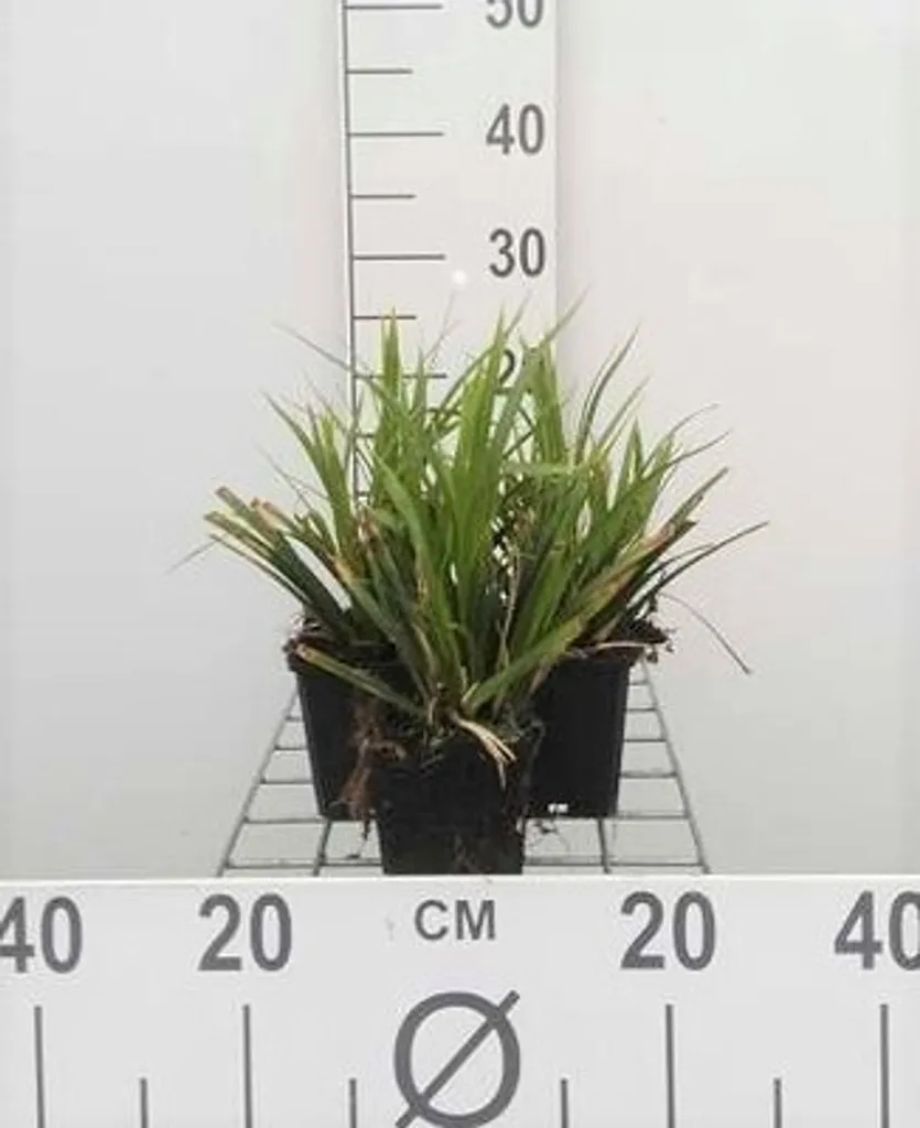 Lot de 6 Carex morrowii Mosten - Laiche du Japon en pot de 9x9 cm