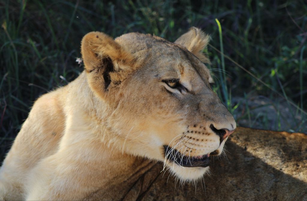 hansepuzzle 77632 - Löwe Puzzle, 500 Teile, Tierwelt, 46,0 x 30,0cm mit hochwertiger Aufbewahrung, Kartonbox und wiederverschließbarem Beutel