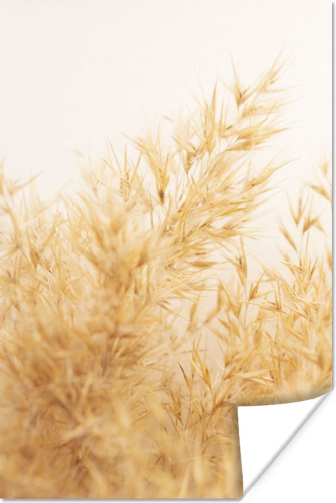 MuchoWow Poster Pampasgras - Sonne - Gras 80x120 cm - Papierdruck