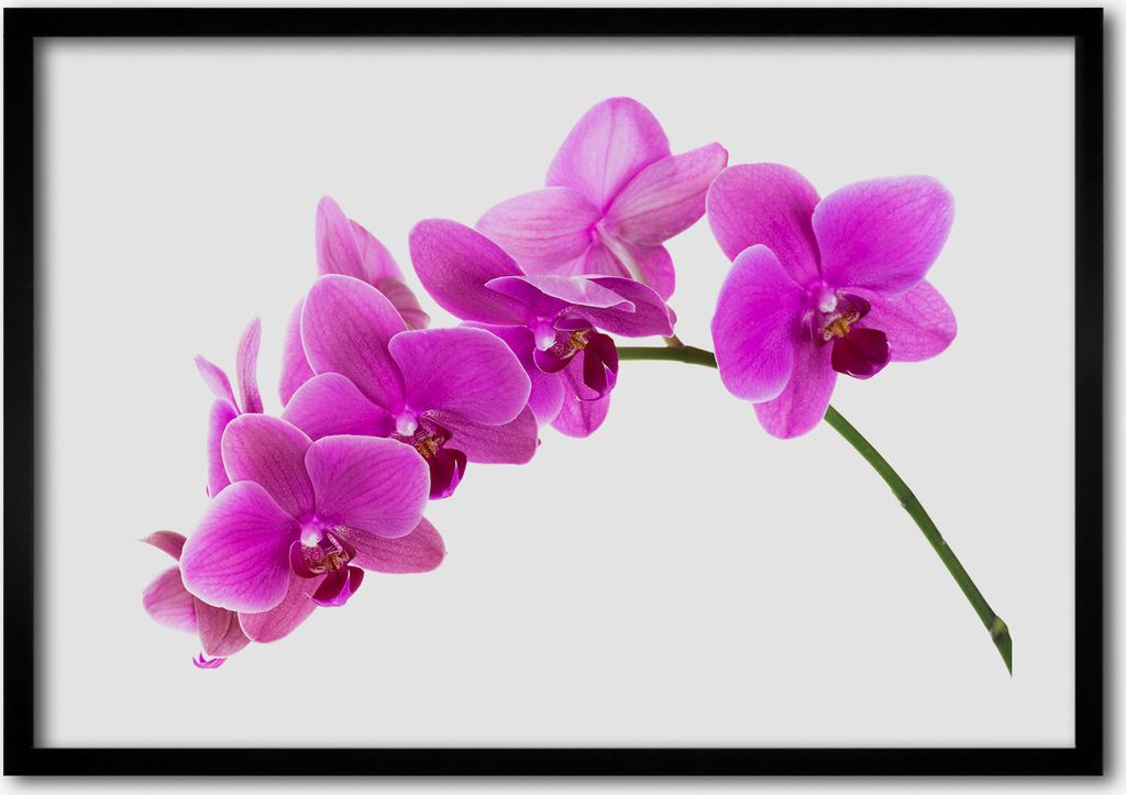 Bild - Bilder - Bilderrahmen - 70 cm x 50 cm - MDF-Rahmen, Wandkunst rosa Orchidee