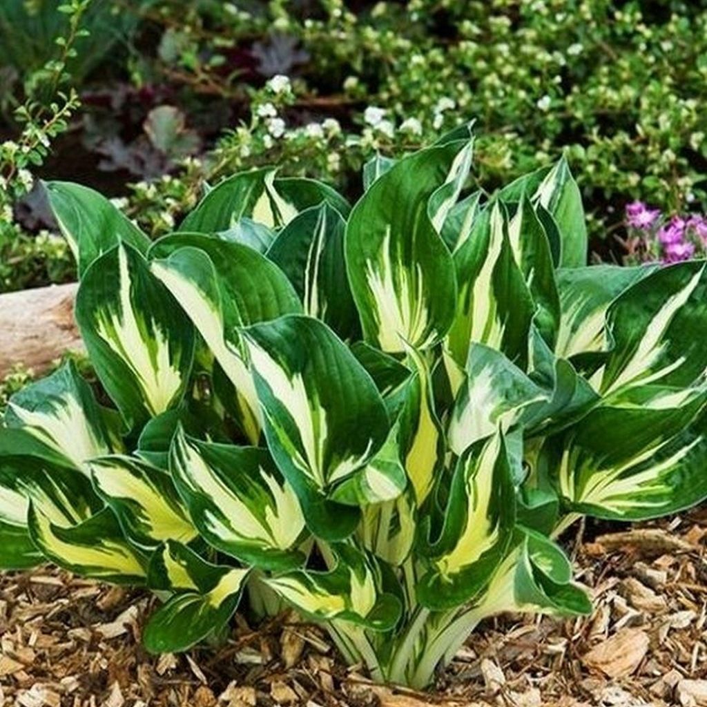 Hosta Funkia da giardino Sting 1 pz. Piantina Piantine di Immagine del prodotto 