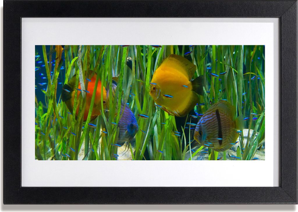 Bild 30x20 MDF-Rahmen Wandkunst Fisch, Algen Natur