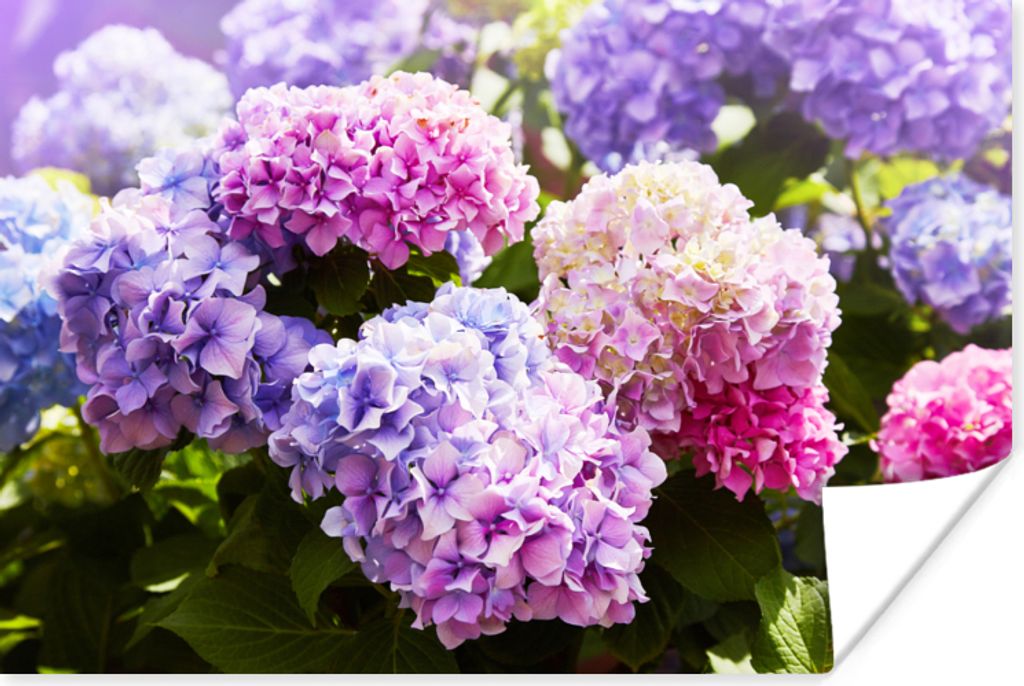 MuchoWow Poster Blumen - Hortensie - Rosa - Blätter - Sonne 90x60 cm - Schlafzimmer
