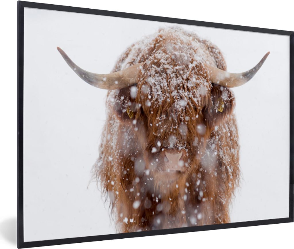 MuchoWow Gerahmtes Poster Schottischer Highlander - Hörner - Schnee 90x60 cm - Poster mit Schwarzem Bilderrahmen Wandposter Rahmen Foto Bilder -...