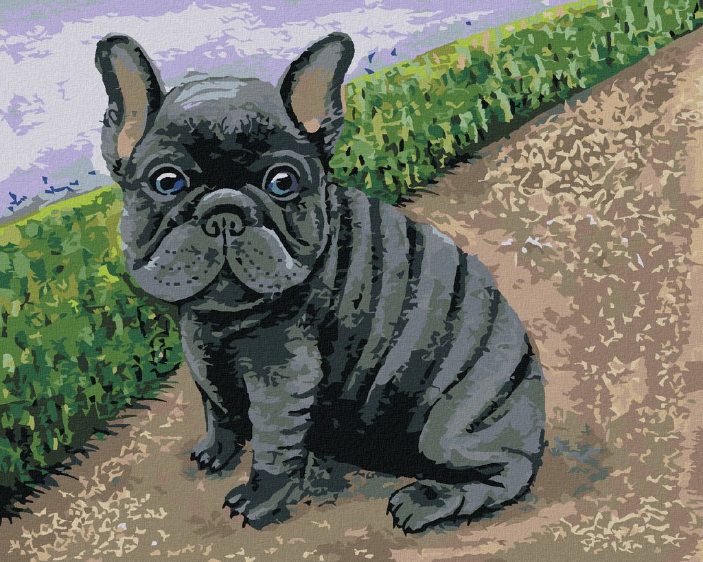 Zuty - Malen nach Zahlen - FRANZÖSISCHE BULLDOGGE, 40x50 cm, mit Keilrahmen (bereits gespannt)
