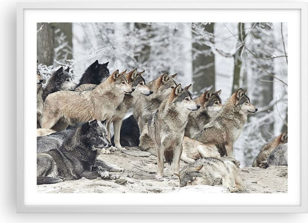 Gerahmtes Poster - Weißer Rahmen - Rudel Wölfe Winter - 70x50 cm - Wand Bild - Wanddeko - Wandbilder - Kunstposter - Wandposter - Bilderrahmen - ...