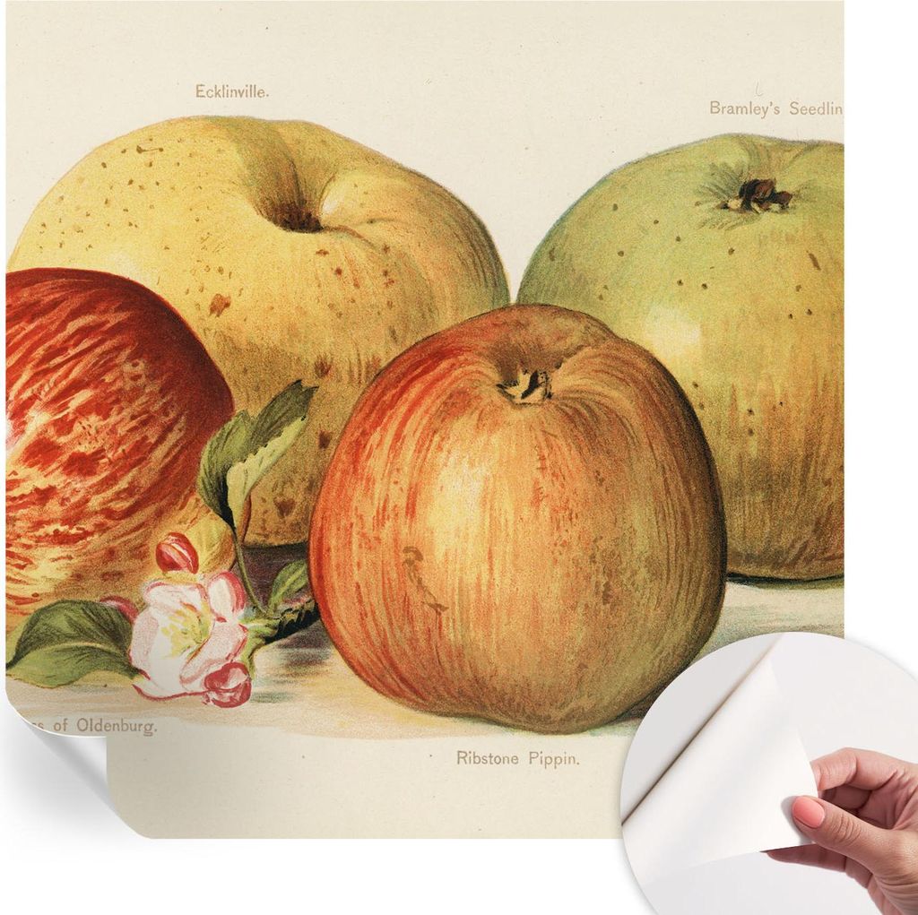 Selbstklebende Wandtapete - Dekorative Tapete für Wohnzimmer - Klebefolie für Wandbilder - Tapetenfolie für Wanddekoration - 250x250 cm - Apfelb...