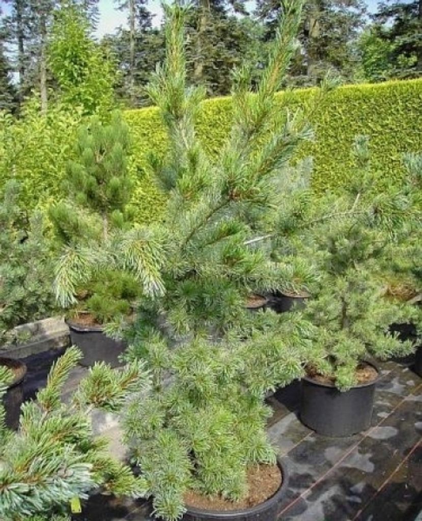 Pinus parviflora Tempelhof - Mädchenkiefer - 40-50 cm