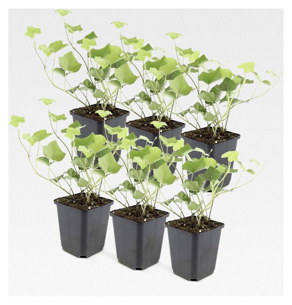 Bodendecker - Irischer Efeu - Hedera hibernica - 9 cm Topf - Set mit 6 Pflanzen