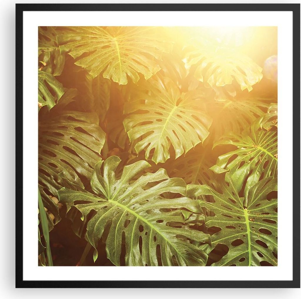 Gerahmtes Poster - Schwarzer Rahmen - Blätter Monstera Licht - 60x60 cm - Wand Bild - Wanddeko - Wandbilder - Kunstposter - Wandposter - Bilderrah...
