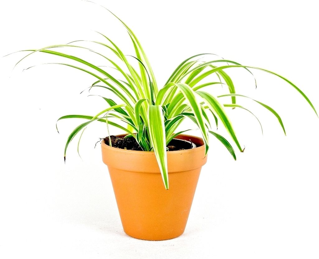 Gardners Chlorophytum Comosum, průměr 11-12 cm Obrázek produktu 
