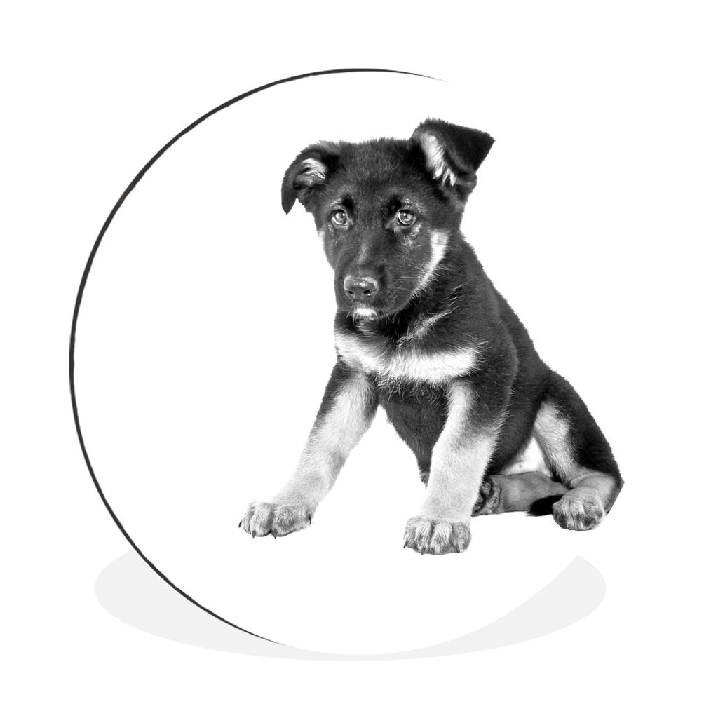 MuchoWow Aluminium Wandkreis Sitzender Deutscher Schäferhund Welpe - schwarz und weiß Ø 60 cm Wanddeko Modern Wohnzimmer - Wand Kreis - Wandbi...
