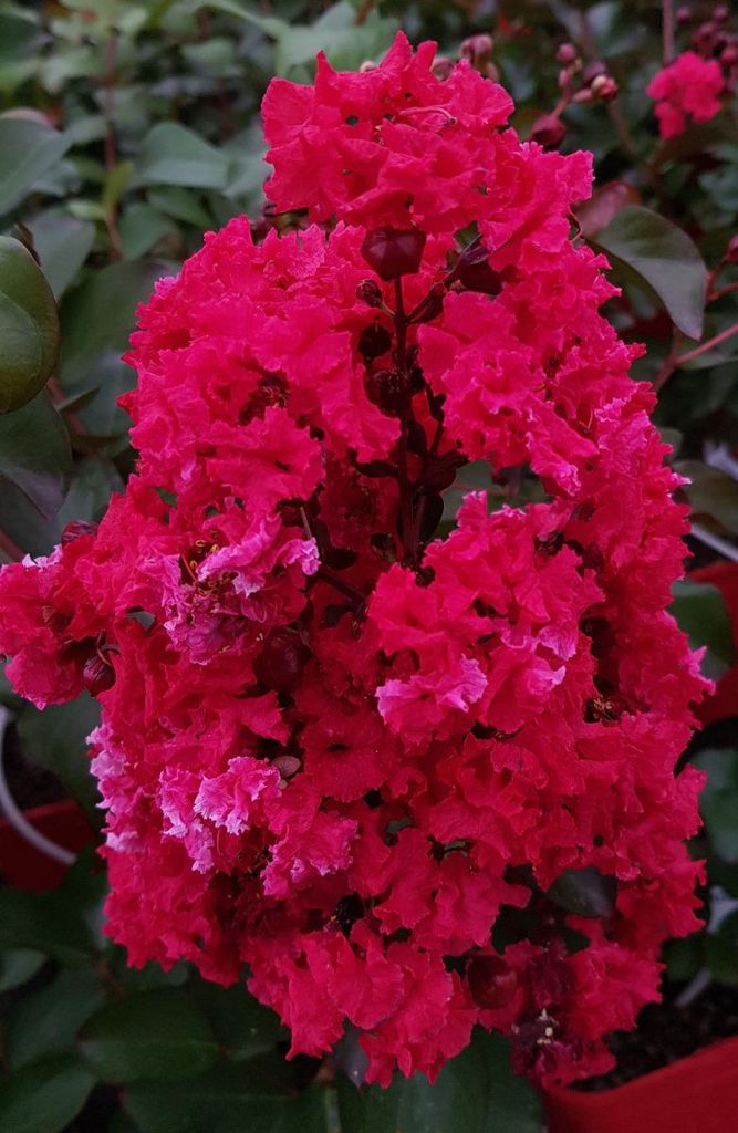 Lagerstroemia indica DYNAMITE 'Whit II' / Lilas des Indes Image du produit 
