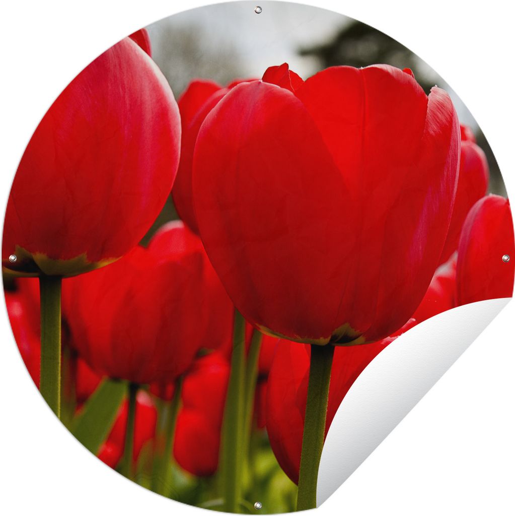 MuchoWow Gartenposter Outdoor-Poster Rund Nahaufnahme von roten Tulpen Ø 120 cm Gartendeko Rundes Poster draußen