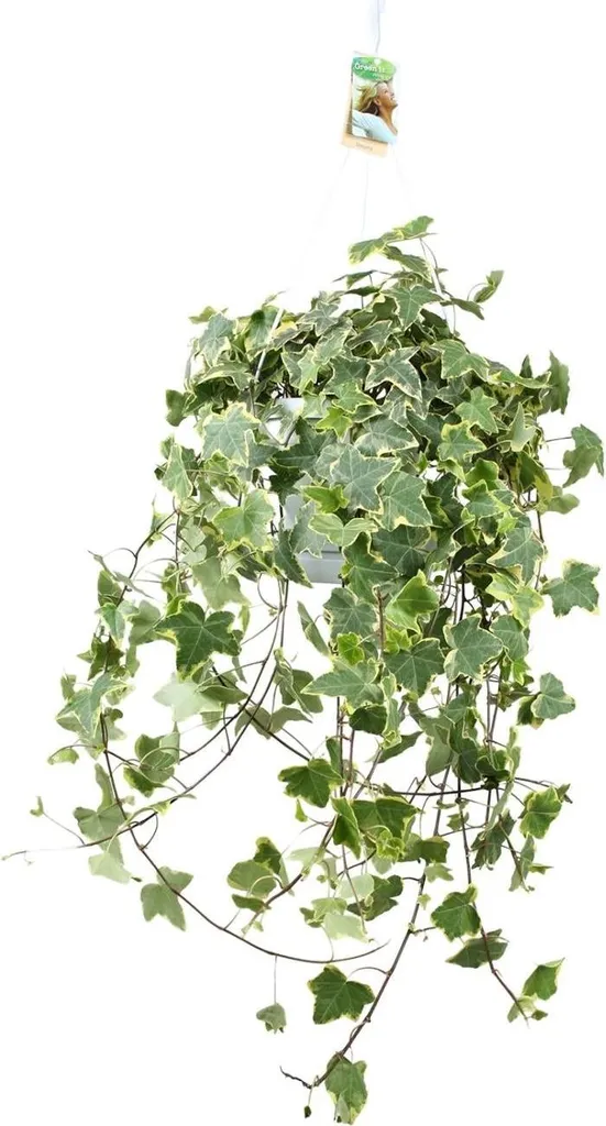 Hedera helix Gold Child - Lierre d'intérieur 60 cm Ø 24 cm retombant