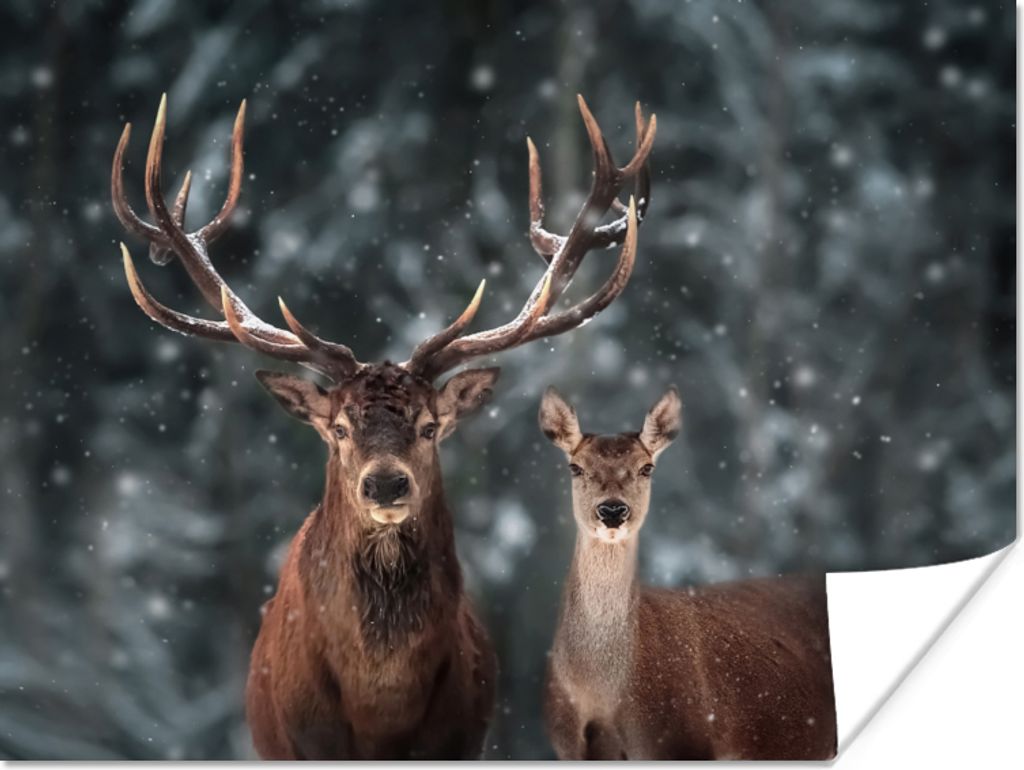 MuchoWow Poster Hirsche - Tiere - Winter - Geweih - Schnee - Natur 40x30 cm - Plakate für die Wände - Poster Wohnzimmer