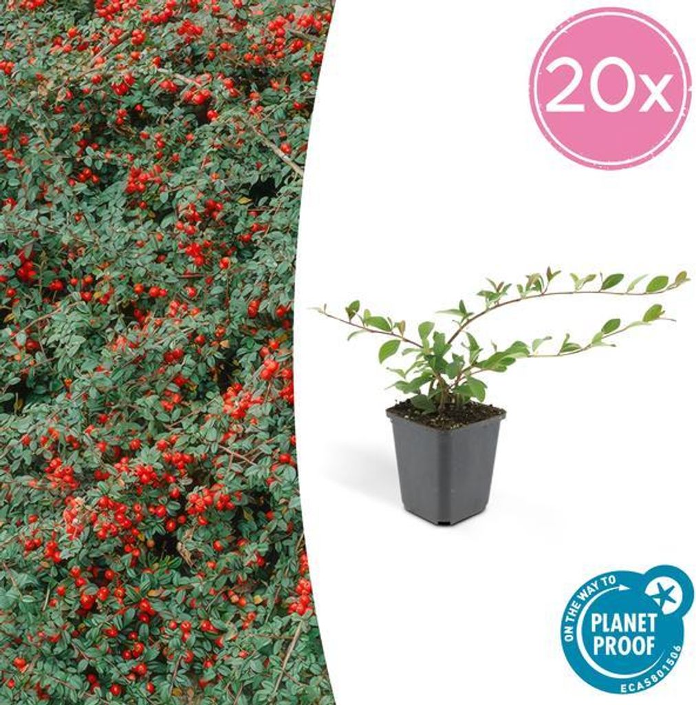 Teppichmispel Cotoneaster dammeri 'Major' – 20 Pflanzen – 25cm – Ø9cm – Bodendecker – Blühend & pflegeleicht – Sonne & Schatten