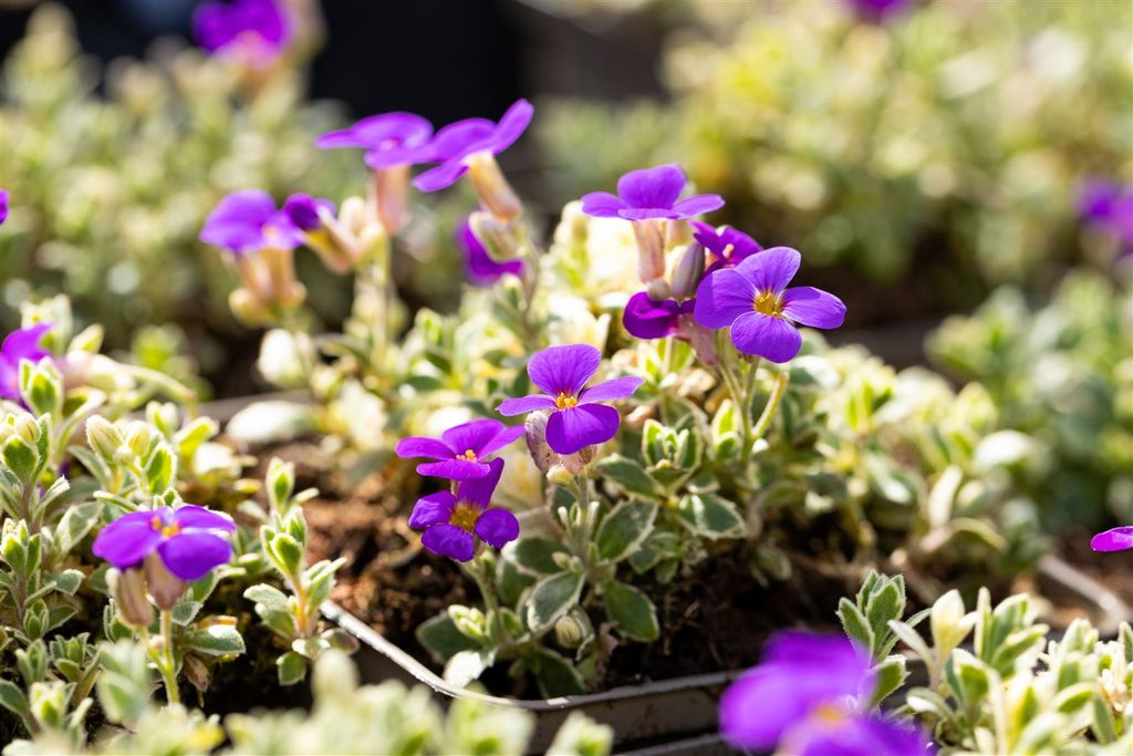GartenBlaukissen 'Silberrand' Aubrieta x Kaufland.de