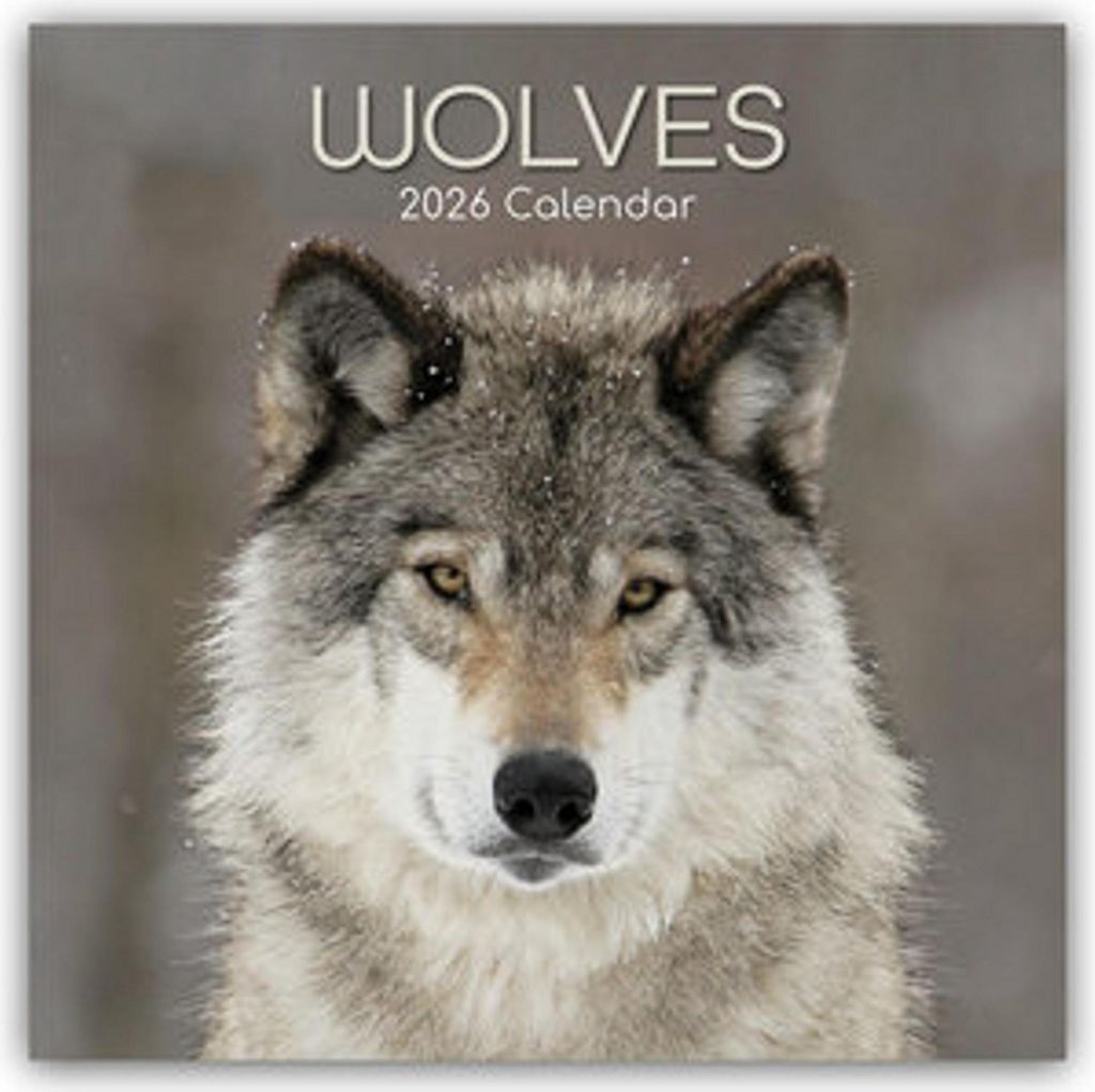 Wolves - Wölfe 2026 - 16-Monatskalender