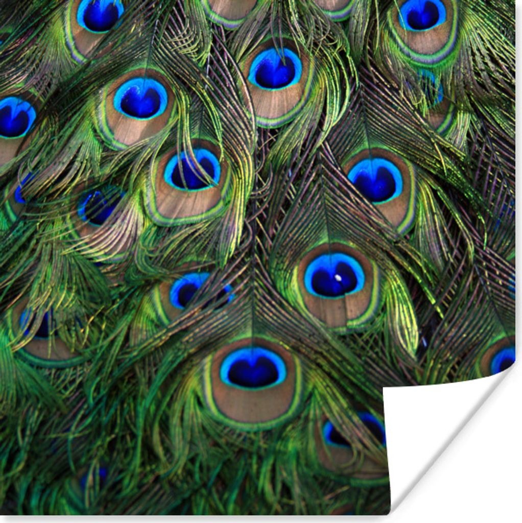 MuchoWow Poster Pfau - Federn - Augen - Blau 75x75 cm - Wand Dekoration