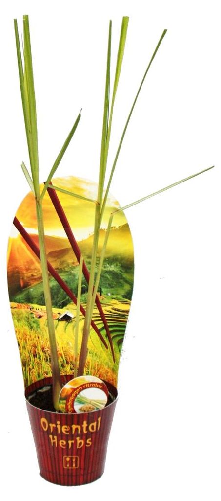 Zitronengras, Cymbopogon citratus, 12cm Topf Obrázek produktu 
