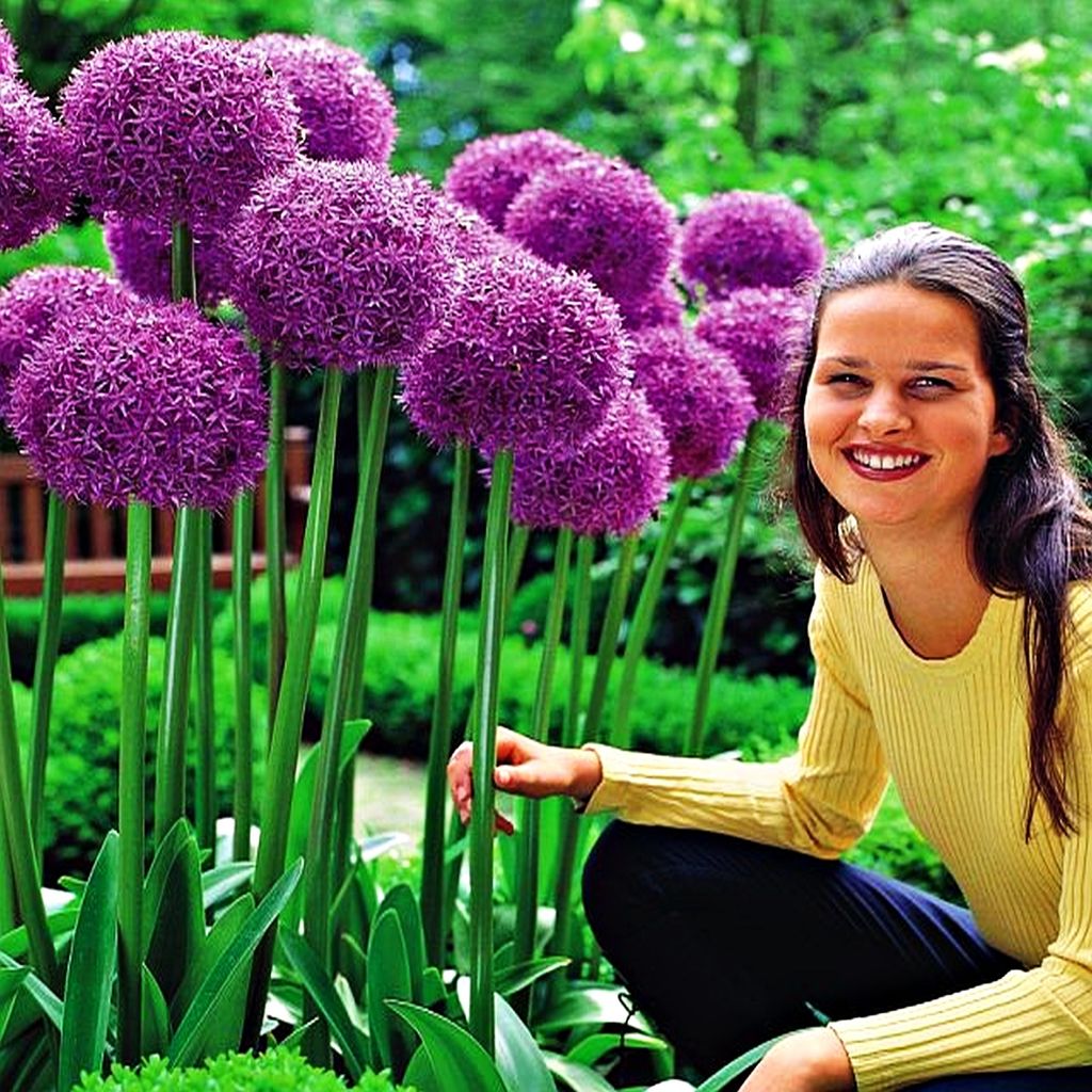 Cibuľky kvetov Cibuľky Okrasný pór Allium Globemaster 1 ks. Obrázok produktu 