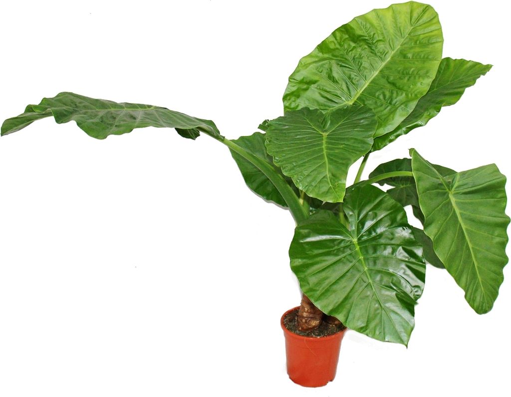 Alocasia cucullata 21cm pianta solitaria - orecchio Immagine del prodotto 